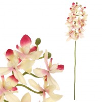 Orchidea drobnokvětá, žluto-růžová barva. UKK313-PINK, sada 4 ks